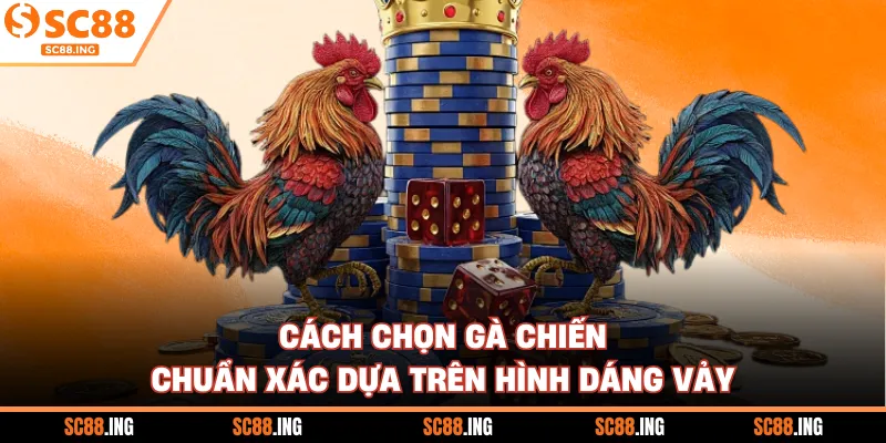 Cách chọn gà chiến chuẩn xác dựa trên hình dáng vảy