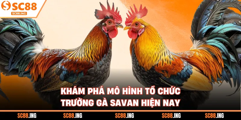 Khám phá mô hình tổ chức trường gà Savan hiện nay