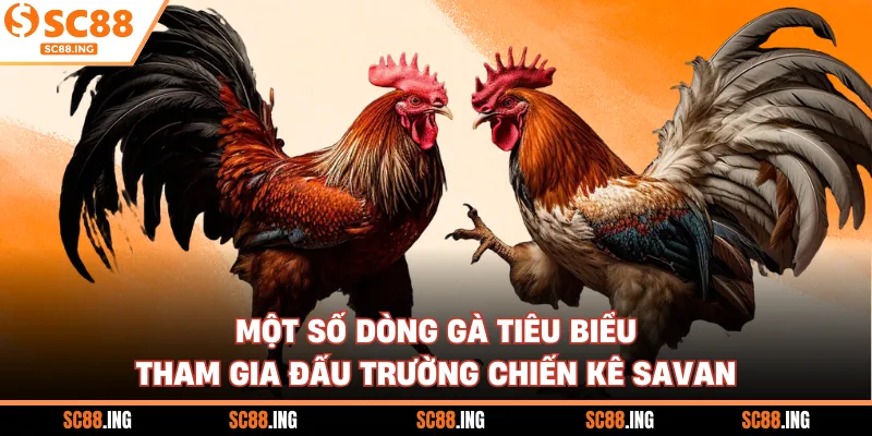 Một số dòng gà tiêu biểu tham gia đấu trường chiến kê Savan